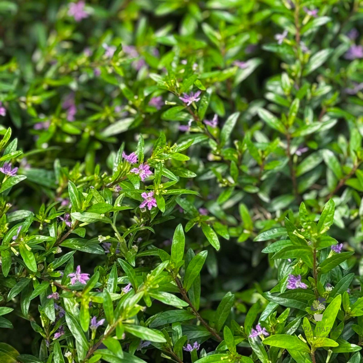 Κουφέα (Cuphea hyssopifolia) | Αειθαλής Ανθοφόρος Θάμνος για Κήπο & Γλάστρα - 2